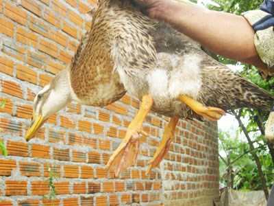 Xôn xao vịt 3 chân ở Khánh Hòa