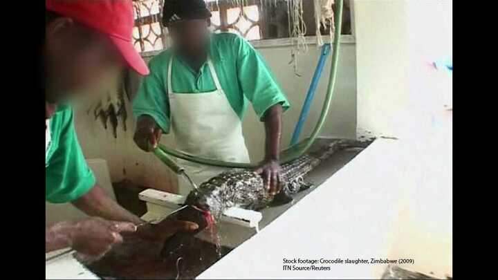 Video: Sốc với cảnh lột da cá sấu làm túi xách hàng hiệu