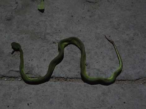 Thực hư tin đồn có người thả rắn lục đuôi đỏ ở TP.HCM