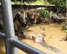 Clip: Cá sấu phục kích dìm chết lợn rừng