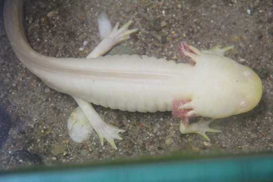 Xuất hiện ‘khủng long 4 chân 6 sừng’ tại Lâm Đồng