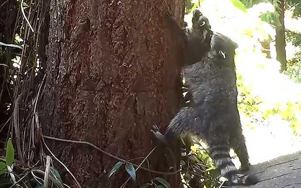 Clip: Gấu mèo mẹ dạy con trèo cây cực đáng yêu