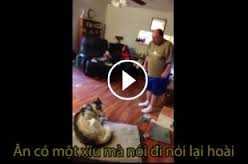 Chết cười với clip chú chó cãi chủ ‘bem bẻm’