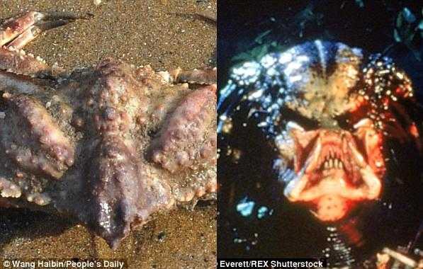 'Cua ngoài hành tinh' như quái thú Predator bất ngờ xuất hiện ở Trung Quốc