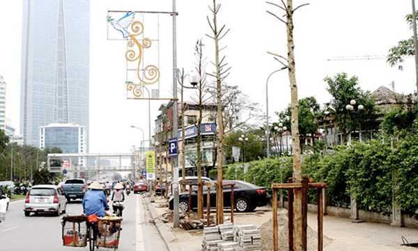 Hà Nội bàn phương án thay thế cây mỡ trên đường Nguyễn Chí Thanh