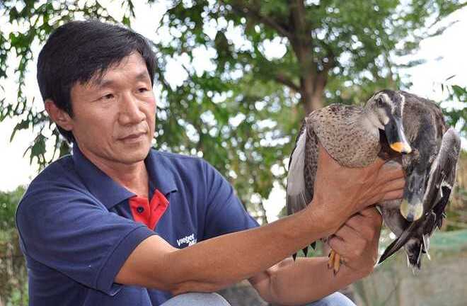 'Vua' vịt trời trên đất phương Nam