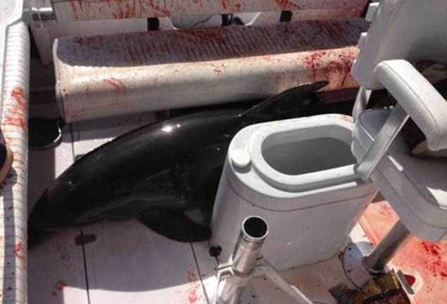 Cá heo 'điên' tấn công gia đình người Mỹ