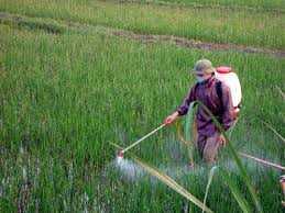 Những người gieo tai ương trên đồng ruộng