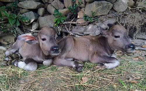 Đổ xô đi xem trâu mẹ sinh đôi nghé con