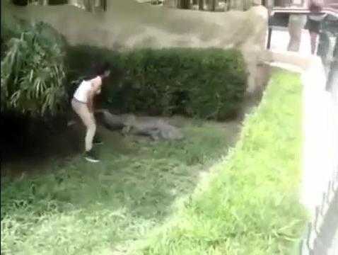 Clip: Cô gái liều lĩnh trèo vào chuồng chọc tức cá sấu