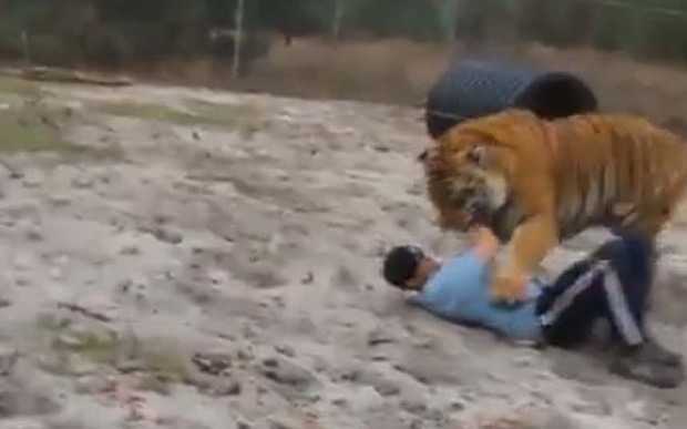 Clip: Thót tim cảnh hổ dữ vồ người trong khu bảo tồn