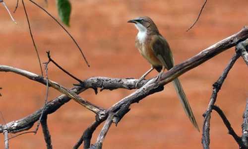 Phát hiện loài chim biết giao tiếp như con người