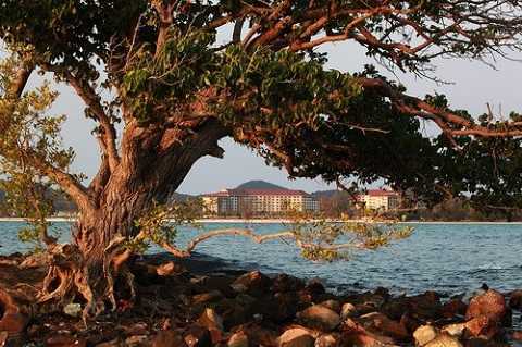 Vinpearl Phú Quốc và truyền thuyết mới về cây Hải Sơn Tùng