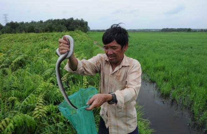 Rùng mình cảnh đi săn rắn độc ở Sài Gòn