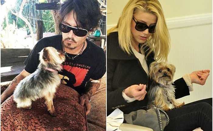 Mang cún bất hợp pháp vào Australia, vợ Johnny Depp bị phạt 2 tỷ