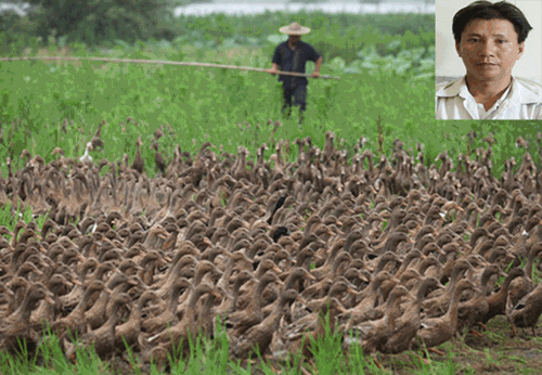 Tên trộm sừng sỏ dưới vỏ bọc người chăn vịt