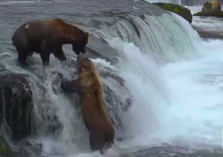 Clip: Phì cười vơi chú gấu tham ăn hất bạn xuống nước để giành cá