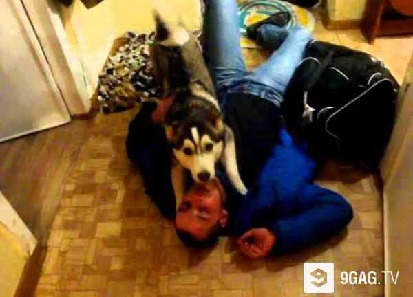 Clip: Chú chó Husky đè chủ ra hôn tới tấp vì nhớ