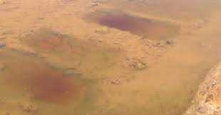 Bất bình việc dùng đất nghĩa trang nuôi ba ba