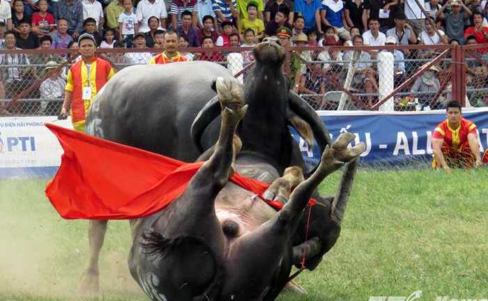 Clip: Thót tim những pha móc hàm quật đối phương của các ‘ông trâu’