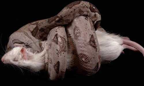 Sự thật sốc về vũ khí tử thần của trăn Nam Mỹ