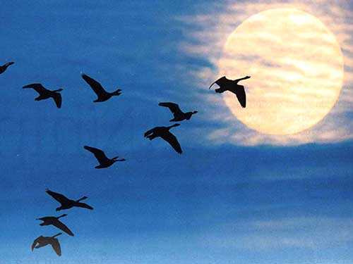 ‘Những người lính không về từ chiến trường đẫm máu, hóa đàn sếu trắng bay cao’