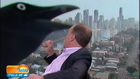 Video: Quạ khổng lồ ‘hù dọa’ khách mời trên sóng truyền hình