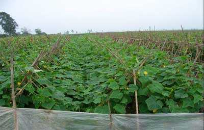 Nông dân Việt khóc ròng nhìn ruộng dưa chuột 'vô sinh'