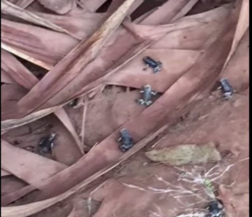 Sự thật tin đồn động đất do ễnh ương nhiều bất thường