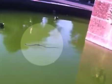 Clip: Rắn lục bùng phát do thời tiết ẩm ướt