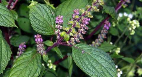 Bài thuốc đơn giản cứu người thoát khỏi 'tử thần' ai cũng nên biết