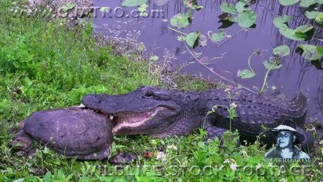 Clip: Cá sấu tiêu diệt rùa