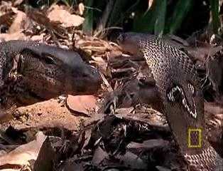 Clip: Rắn hổ chạm trán thằn lằn monitor và cái kết bất ngờ