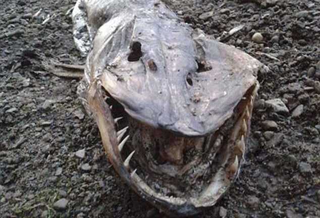 Quái vật 'mõm nhọn' khổng lồ làm điên đảo truyền thông Anh Quốc