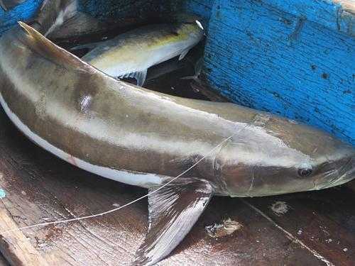 Cá bớp: 'Đế vương' của hải sản Phú Quốc