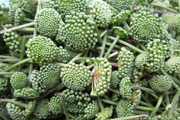 Người Hà Nội 'xúi' nhau lùng mua hoa Tam thất tươi trị bá bệnh