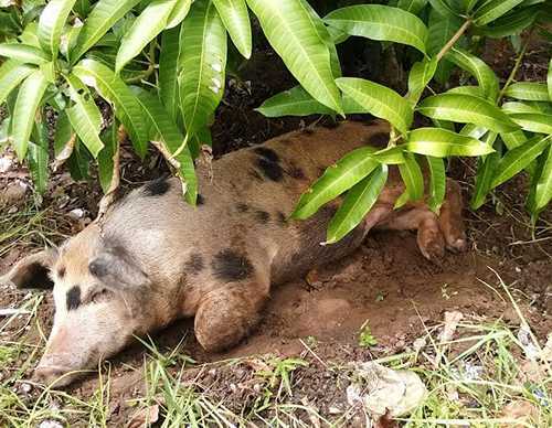 Bi hài chuyện xã phải nuôi lợn 5 móng bị bỏ rơi