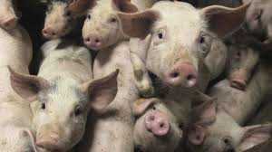 Bãi trung chuyển lợn 'đầu độc' nguồn nước