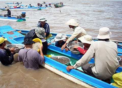 Dân tấn công bảo vệ, cướp nghêu ở miền Tây