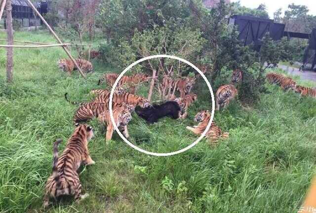 Clip: Vào nhầm lãnh địa, gấu Formosan bị bầy mãnh hổ xé xác