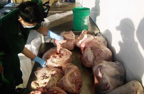 Phạt nặng tài xế chở gần 300kg thịt thối vào TP.HCM
