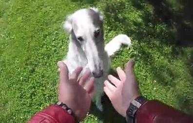 Ảo thuật đánh lừa chó vô cùng thú vị