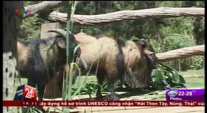 Cận cảnh đàn dê lạ giống sư tử ở Lâm Đồng