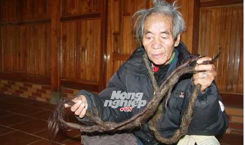 Dị nhân ở Sơn La: 70 năm không cắt tóc, gội đầu
