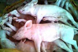 Thu giữ 1,1 tấn heo sữa không rõ nguồn gốc