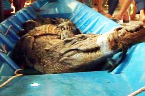 Ngã nhào xuống sông khi nhìn thấy cá sấu trên bờ ruộng