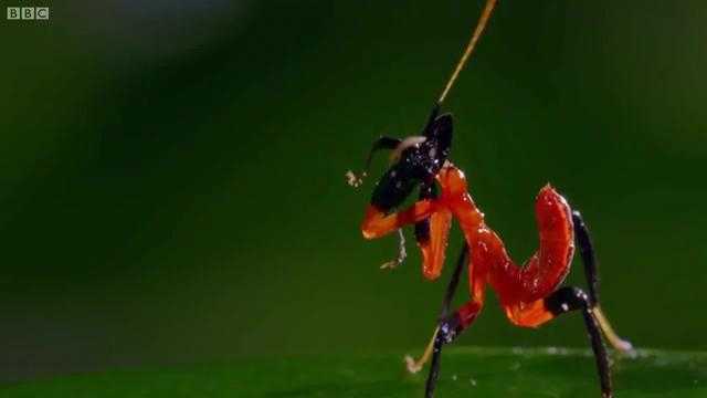 Clip: Bọ ngựa 'biểu diễn kungfu' xua đuổi nhện 'khủng'