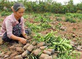 Nông dân làm gì để thoát nghèo?