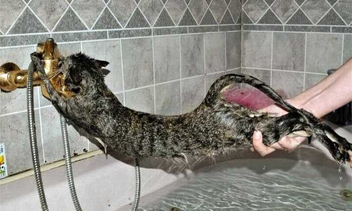 Clip: Phì cười với tuyệt chiêu bắt mèo cưng đi tắm