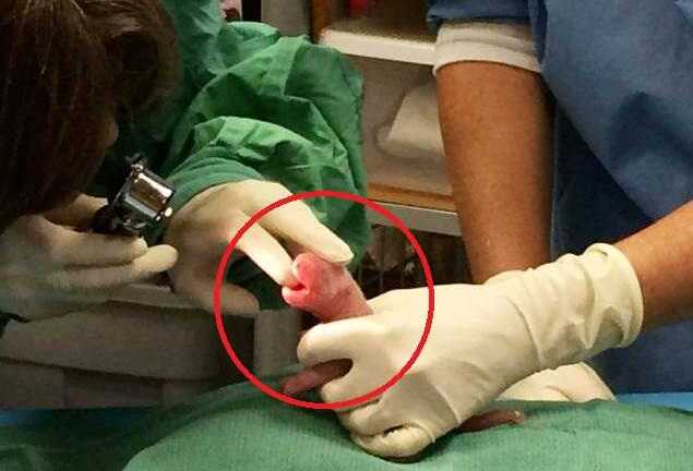 Video: Gấu trúc sinh đôi ở vườn thú Washington